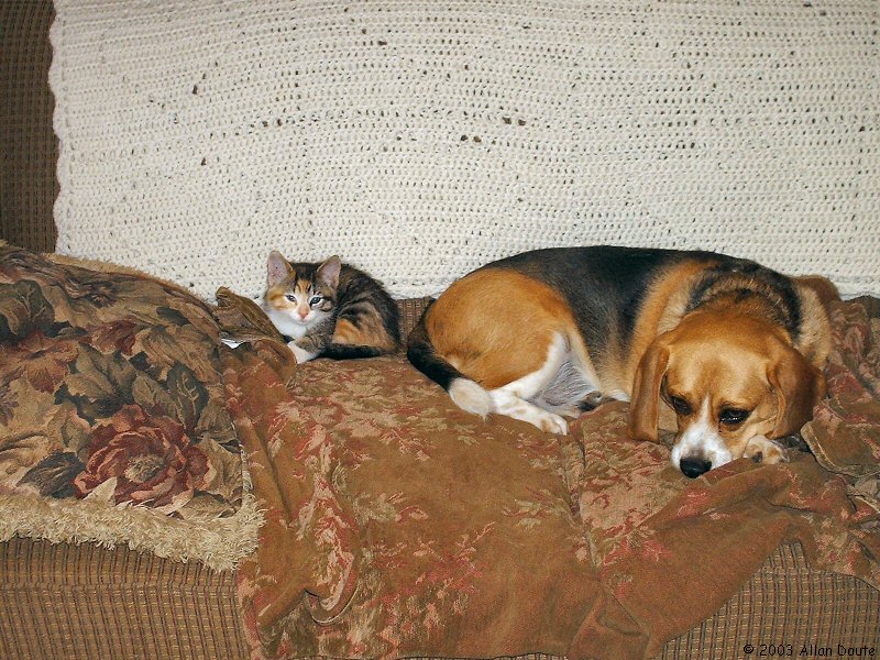 gal/2003-08-13_pets_and_stuff/DCAO0766.JPG