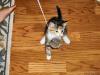 gal/2003-08-13_pets_and_stuff/_thb_DCAO0761.JPG