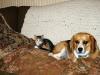 gal/2003-08-13_pets_and_stuff/_thb_DCAO0767.JPG