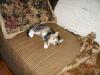 gal/2003-08-13_pets_and_stuff/_thb_DCAO0792.JPG