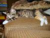 gal/2003-08-13_pets_and_stuff/_thb_DCAO0806.JPG