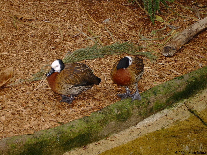 gal/2004-05-15_Zoo/DCAO2578.JPG