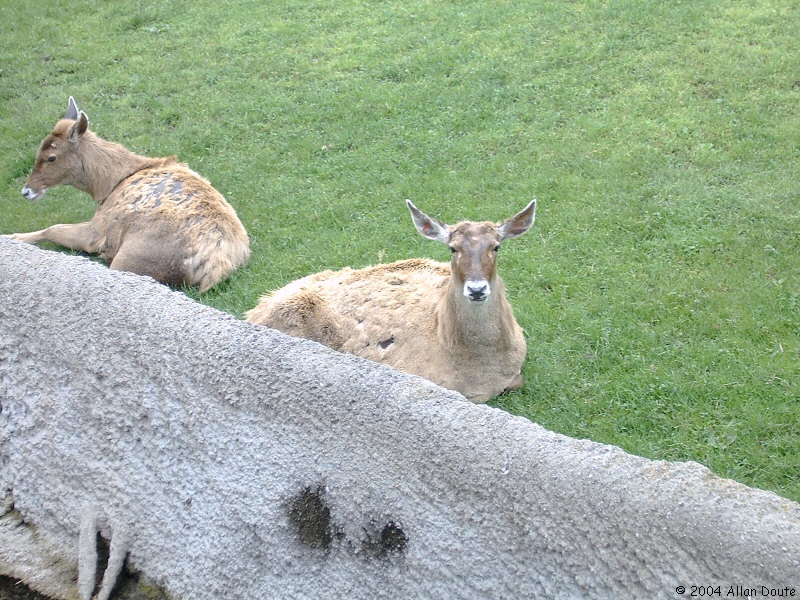 gal/2004-05-15_Zoo/DCAO2583.JPG