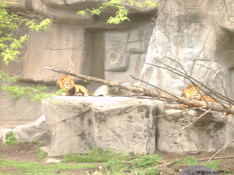 gal/2004-05-15_Zoo/DCAO2594.JPG