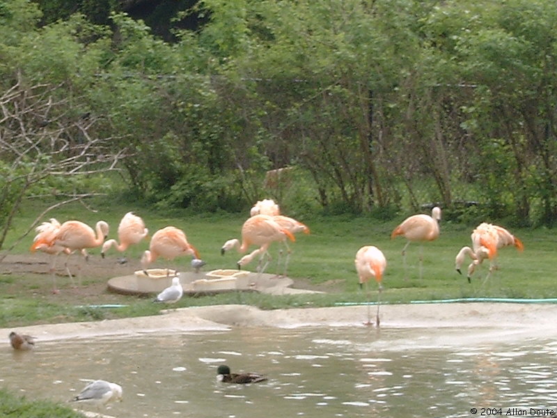 gal/2004-05-15_Zoo/DCAO2638.JPG