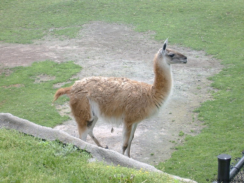 gal/2004-05-15_Zoo/DCAO2640.JPG