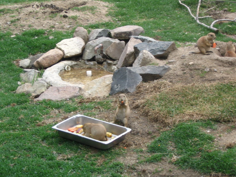 gal/2006-06-02_Zoo/IMG_1543.jpg