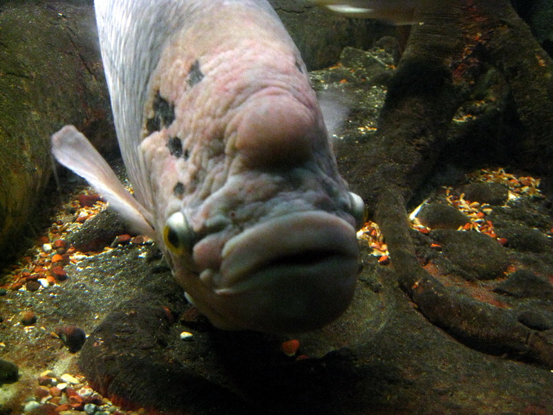 gal/2008-03-25_Chicago_-_Aqauarium/IMG_0279.JPG