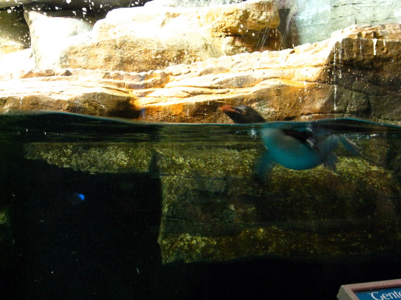 gal/2008-03-25_Chicago_-_Aqauarium/IMG_0295.JPG