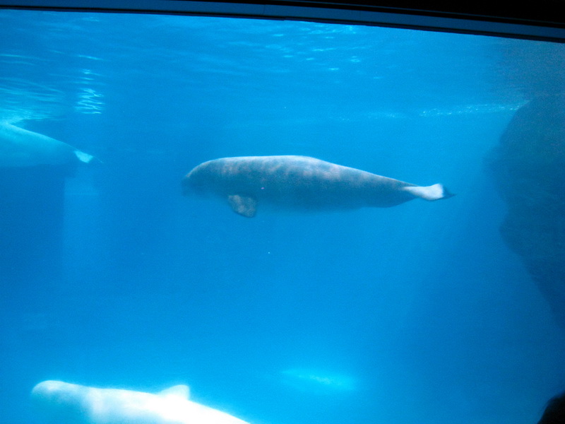 gal/2008-03-25_Chicago_-_Aqauarium/IMG_0310.JPG