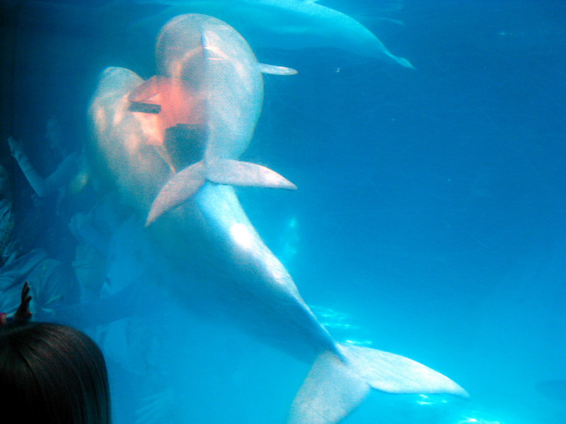 gal/2008-03-25_Chicago_-_Aqauarium/IMG_0313.JPG