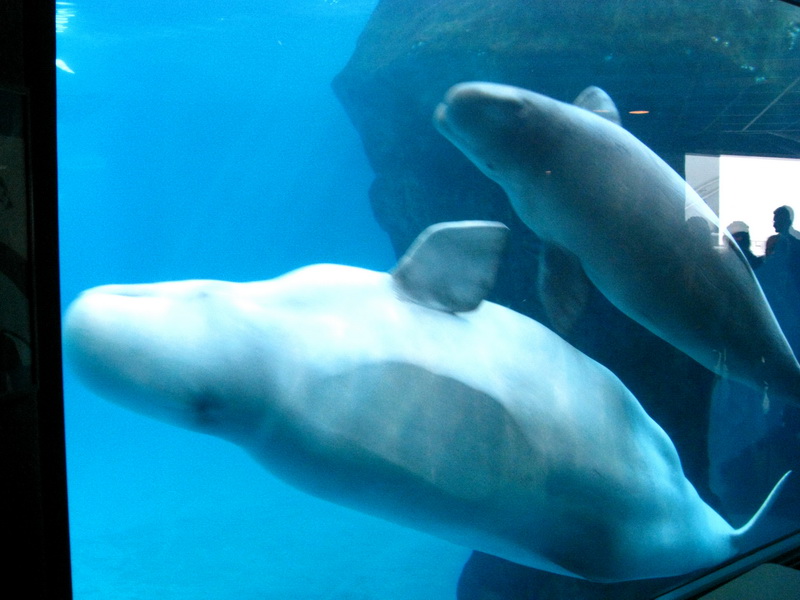 gal/2008-03-25_Chicago_-_Aqauarium/IMG_0323.JPG