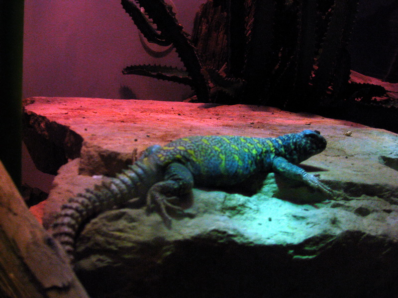 gal/2008-03-25_Chicago_-_Aqauarium/IMG_0333.JPG
