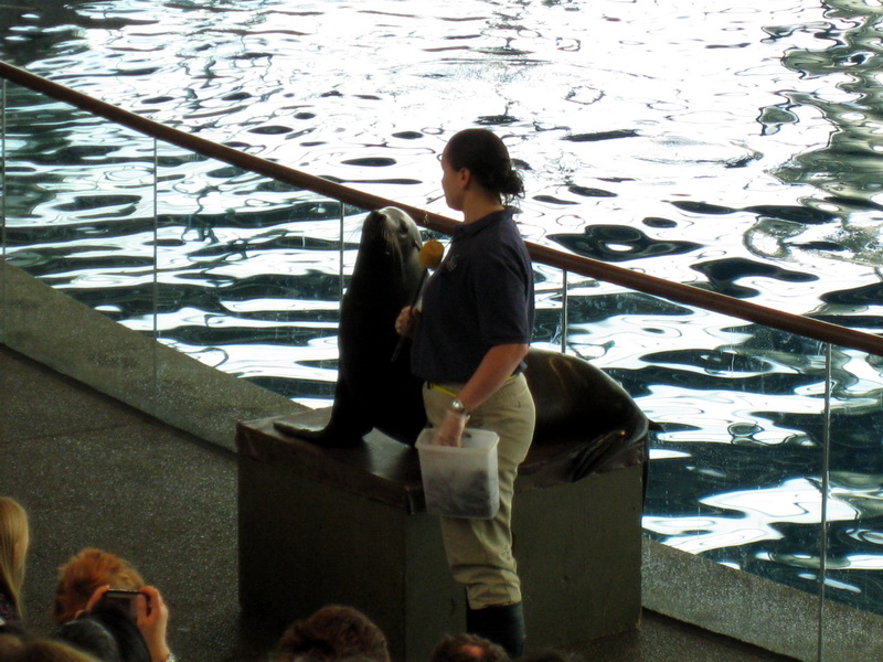 gal/2008-03-25_Chicago_-_Aqauarium/IMG_0354.JPG