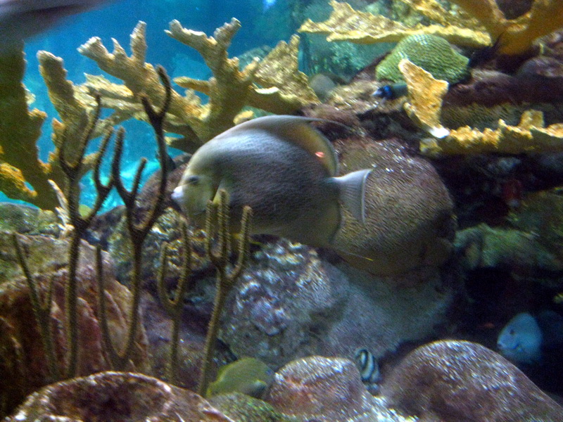 gal/2008-03-25_Chicago_-_Aqauarium/IMG_0391.JPG