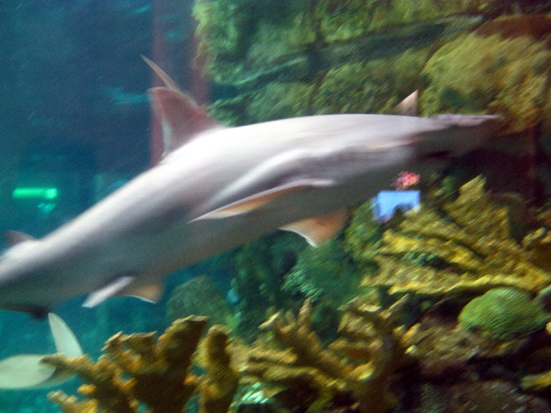 gal/2008-03-25_Chicago_-_Aqauarium/IMG_0399.JPG