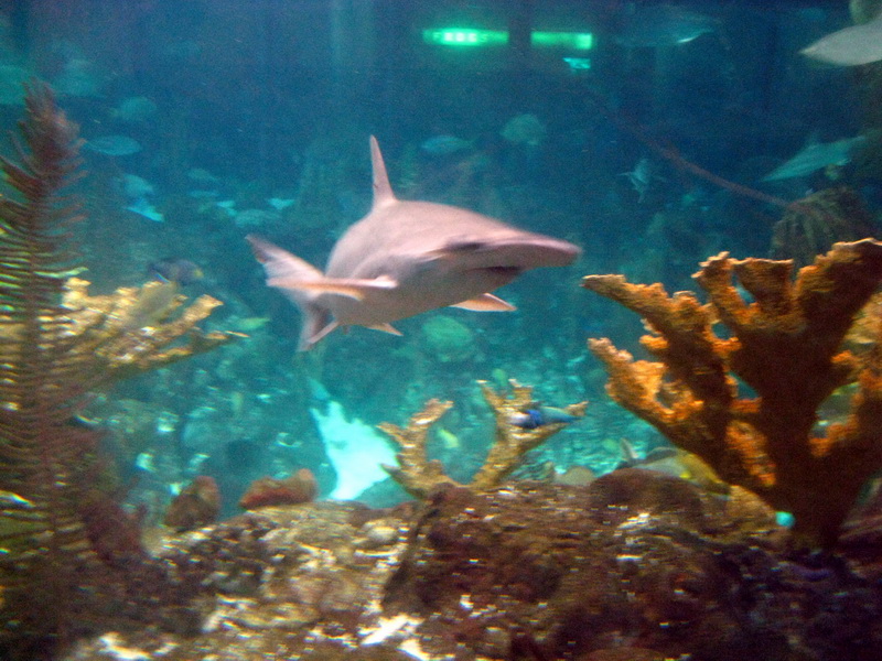 gal/2008-03-25_Chicago_-_Aqauarium/IMG_0402.JPG