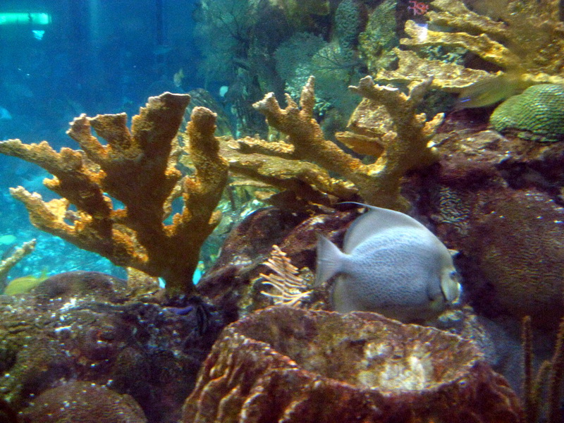 gal/2008-03-25_Chicago_-_Aqauarium/IMG_0406.JPG