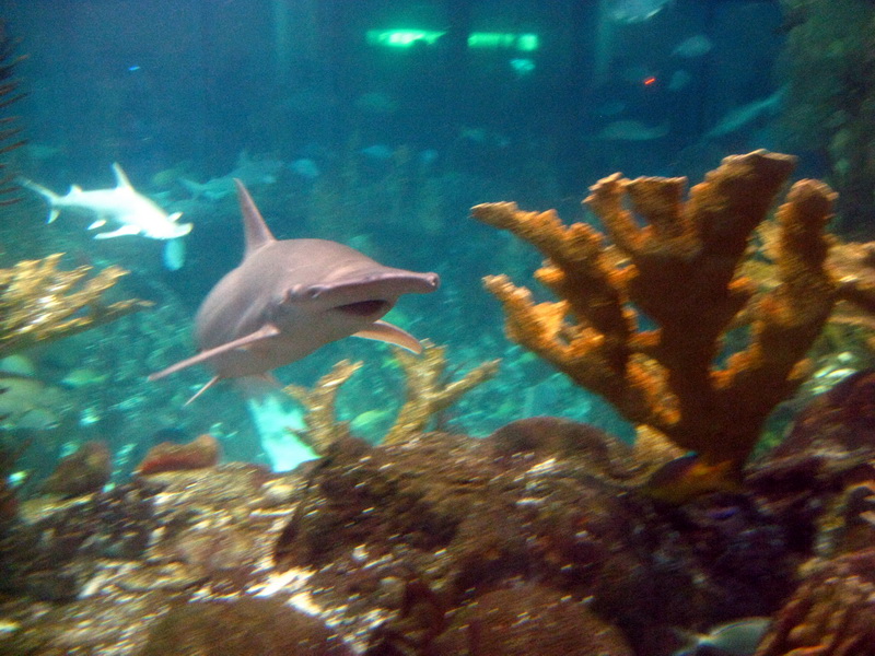 gal/2008-03-25_Chicago_-_Aqauarium/IMG_0411.JPG