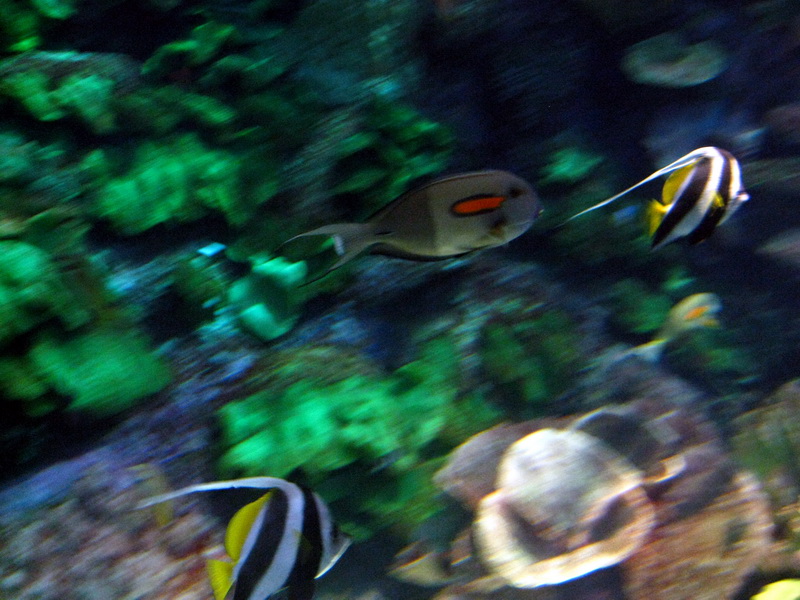 gal/2008-03-25_Chicago_-_Aqauarium/IMG_0425.JPG