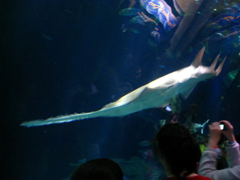 gal/2008-03-25_Chicago_-_Aqauarium/IMG_0429.JPG