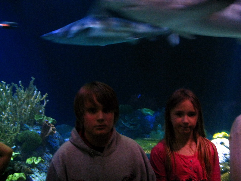 gal/2008-03-25_Chicago_-_Aqauarium/IMG_0436.JPG