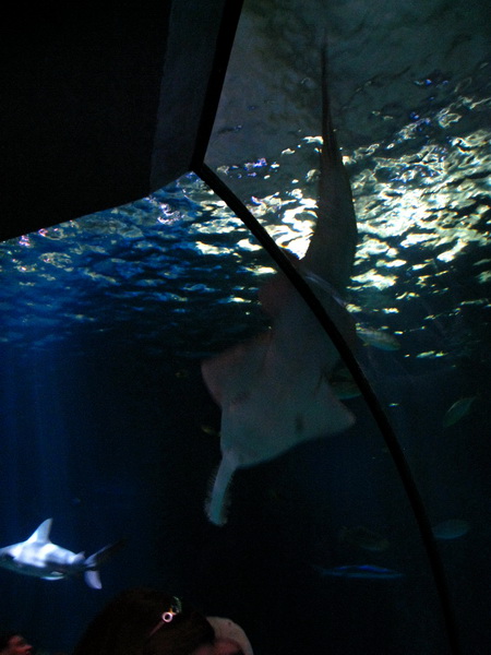 gal/2008-03-25_Chicago_-_Aqauarium/IMG_0441.JPG
