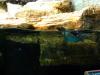 gal/2008-03-25_Chicago_-_Aqauarium/_thb_IMG_0295.JPG
