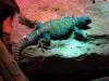 gal/2008-03-25_Chicago_-_Aqauarium/_thb_IMG_0331.JPG