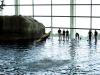 gal/2008-03-25_Chicago_-_Aqauarium/_thb_IMG_0376.JPG