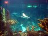 gal/2008-03-25_Chicago_-_Aqauarium/_thb_IMG_0403.JPG
