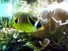 gal/2008-03-25_Chicago_-_Aqauarium/_thb_IMG_0453.JPG