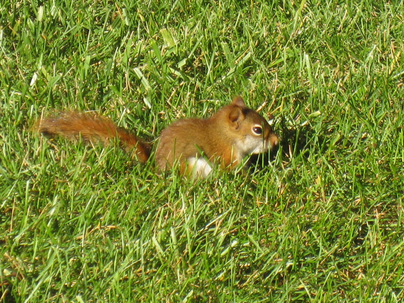 gal/2008-10-05_Baby_Squirrel/IMG_1065.jpg