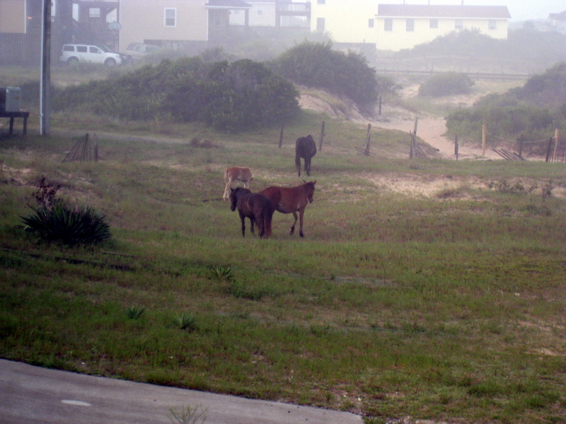 gal/2009-08_Outer_Banks/IMG_2241.JPG