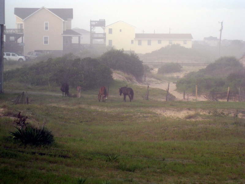 gal/2009-08_Outer_Banks/IMG_2243.JPG