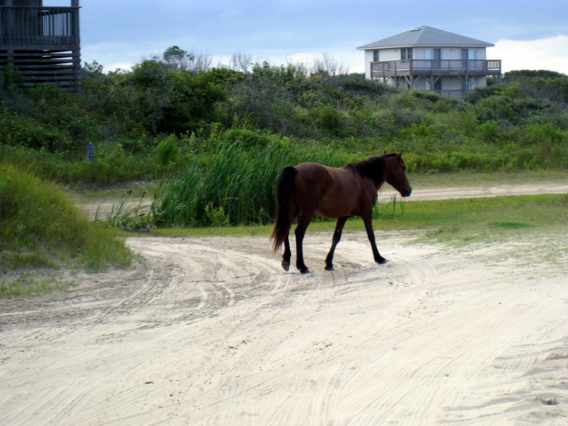 gal/2009-08_Outer_Banks/IMG_2323.JPG
