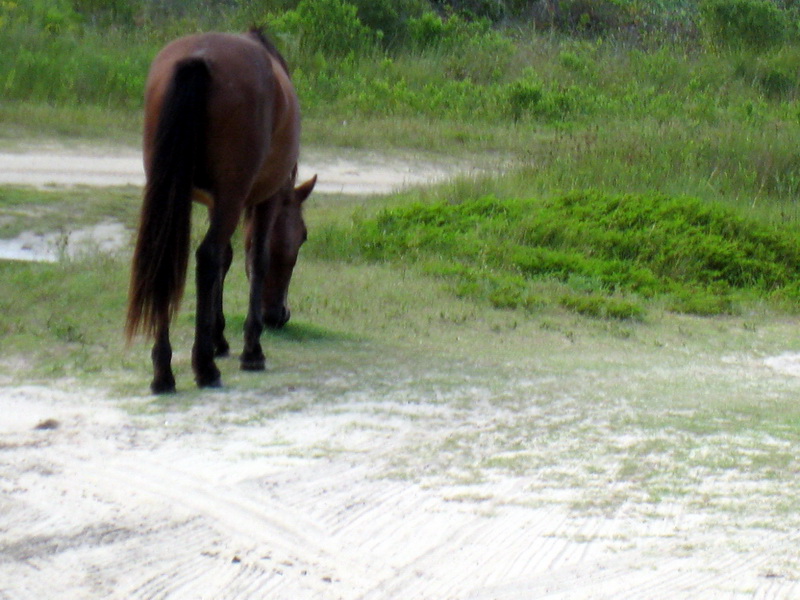 gal/2009-08_Outer_Banks/IMG_2324.JPG