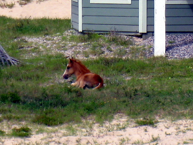gal/2009-08_Outer_Banks/IMG_2458.JPG