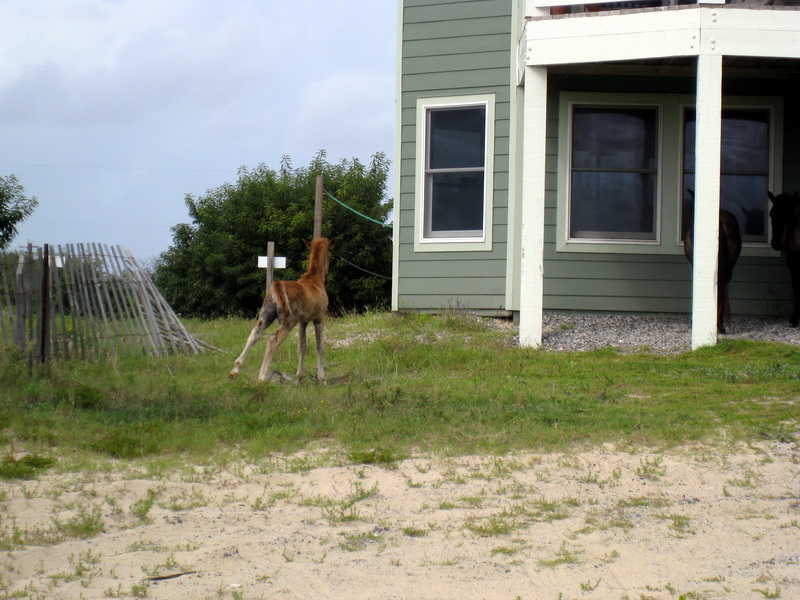 gal/2009-08_Outer_Banks/IMG_2465.JPG
