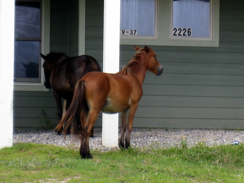 gal/2009-08_Outer_Banks/IMG_2470.JPG