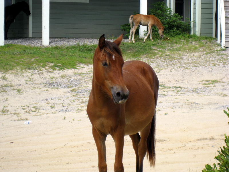 gal/2009-08_Outer_Banks/IMG_2480.JPG