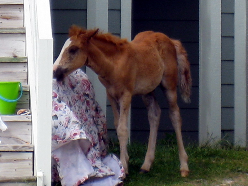 gal/2009-08_Outer_Banks/IMG_2492.JPG