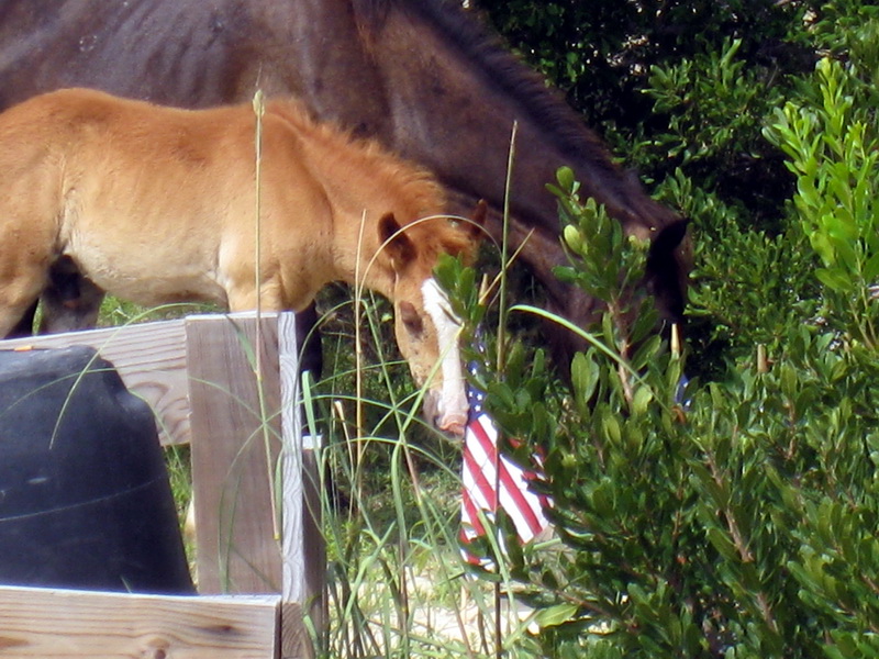 gal/2009-08_Outer_Banks/IMG_2500.JPG