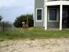 gal/2009-08_Outer_Banks/_thb_IMG_2465.JPG