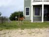 gal/2009-08_Outer_Banks/_thb_IMG_2466.JPG
